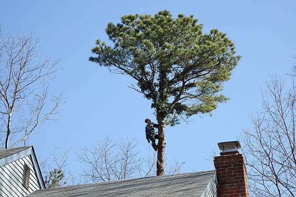 Best Firewood Processing and Delivery  in Kerens, TX